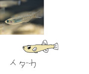 めだか ニコニコ静画 イラスト