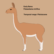 Early llama(Palaeolama)