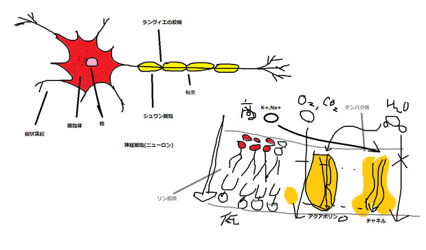 Neuron 横田純 さんのイラスト ニコニコ静画 イラスト