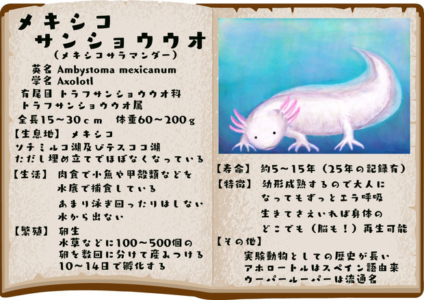 メキシコサンショウウオ ゆっくりどうぶつずかん 迷伊 動物解説 さんのイラスト ニコニコ静画 イラスト
