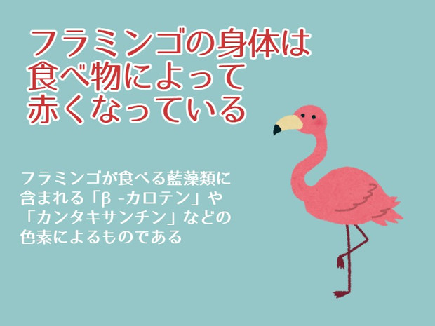 岡本数春とフラミンゴの豆知識 岡本数春 さんのイラスト ニコニコ静画 イラスト