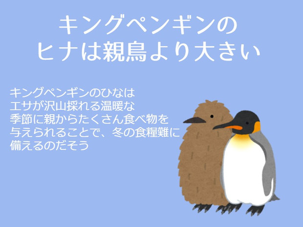 岡本数春とキングペンギンの豆知識 岡本数春 さんのイラスト ニコニコ静画 イラスト