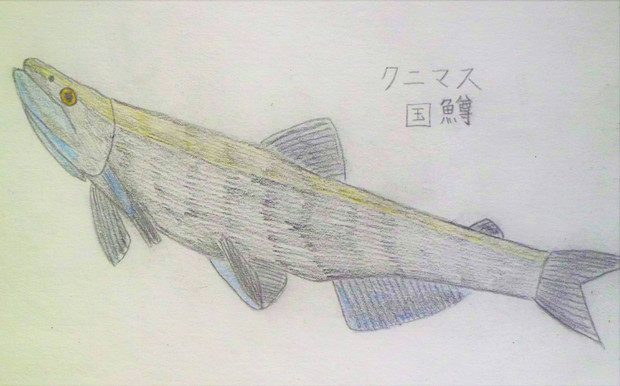 奇跡の魚 クニマス まっすー さんのイラスト ニコニコ静画 イラスト