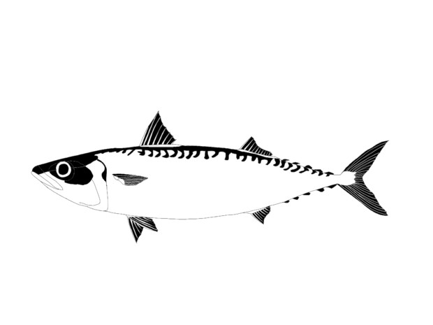 鯖 白黒 Est エソすら釣れない さんのイラスト ニコニコ静画 イラスト