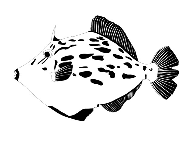 カワハギ 白黒 エソすら釣れない さんのイラスト ニコニコ静画 イラスト