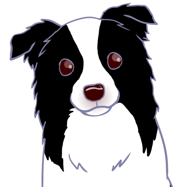 ボーダーコリー