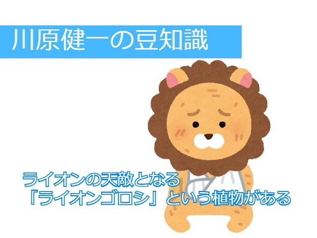 川原健一とライオンの豆知識 川原健一 さんのイラスト ニコニコ静画 イラスト