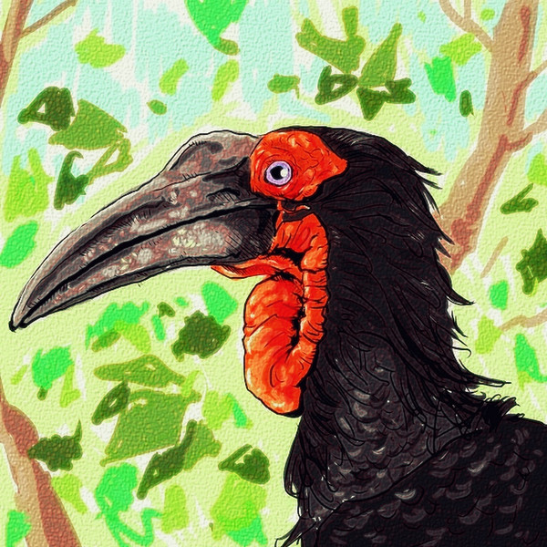 怪鳥、ミナミジサイチョウ現る / 木住野武 さんのイラスト ...