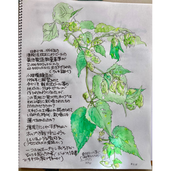 荒地のホップ