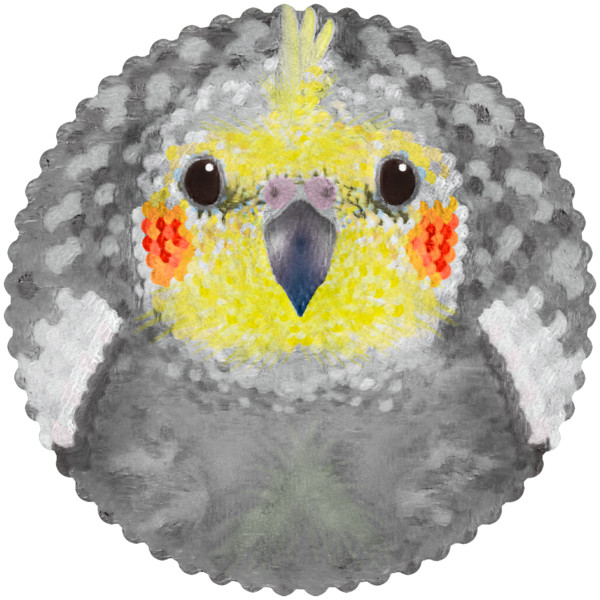 オカメインコ ノーマル まるい鳥 オウム目オウム科 Mochi O さんのイラスト ニコニコ静画 イラスト