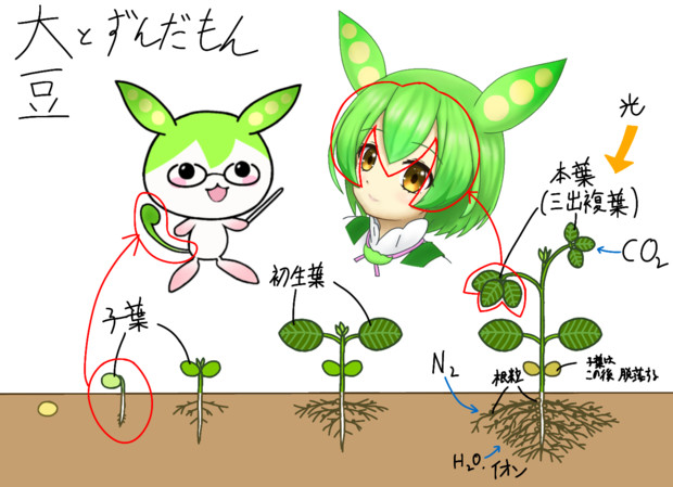 大豆とずんだもん ごま豆 さんのイラスト ニコニコ静画 イラスト