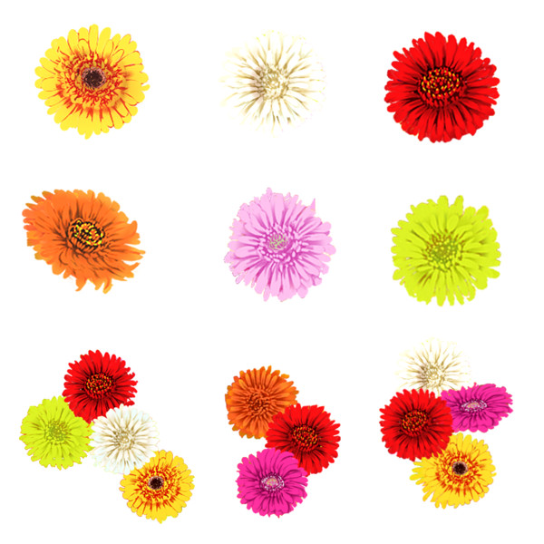 ガーベラの花