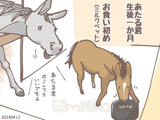 クールフォルテ24　生後一か月