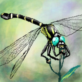 キーワードでイラスト検索 オニヤンマ ニコニコ静画