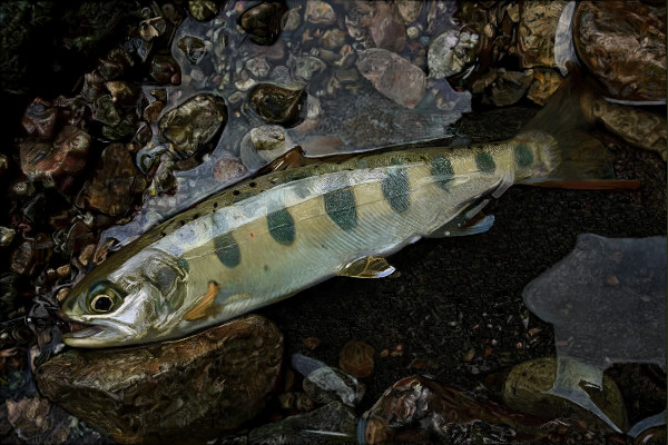 さかな ゆうとこうた さんのイラスト ニコニコ静画 イラスト