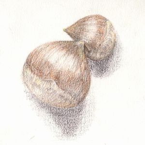 色鉛筆画 栗 きっとそれ以下でも以上でもない 異端者 さんのイラスト ニコニコ静画 イラスト