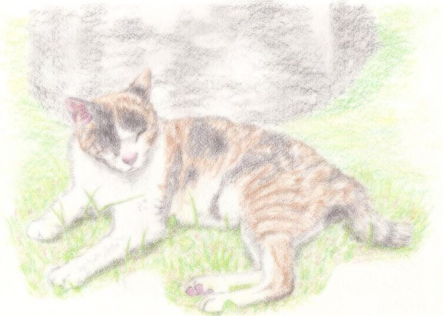 色鉛筆画 ひなたぼっこ三毛猫 異端者 さんのイラスト ニコニコ静画 イラスト
