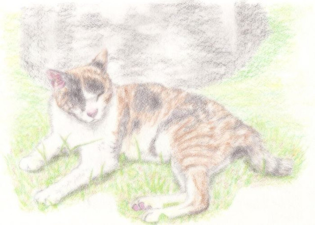 【色鉛筆画】ひなたぼっこ三毛猫