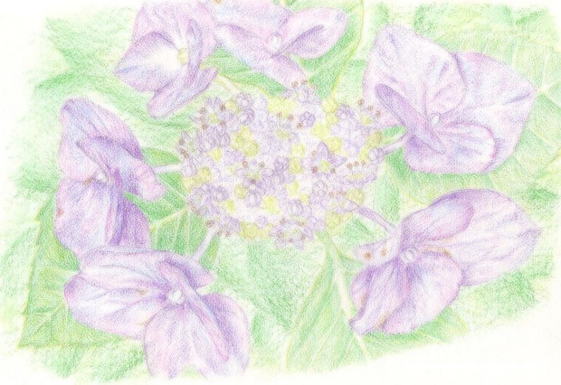 色鉛筆画 紫陽花 アジサイ 異端者 さんのイラスト ニコニコ静画 イラスト