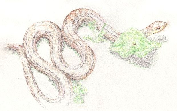 【色鉛筆画】　シマヘビ