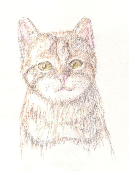 色鉛筆画 虎猫 正面 異端者 さんのイラスト ニコニコ静画 イラスト