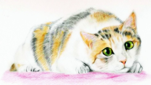 三毛猫２ じょた さんのイラスト ニコニコ静画 イラスト