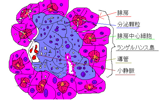 膵臓 ステテコ さんのイラスト ニコニコ静画 イラスト