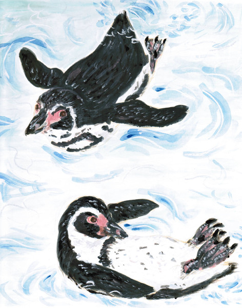 フンボルトペンギン Baudroie さんのイラスト ニコニコ静画 イラスト