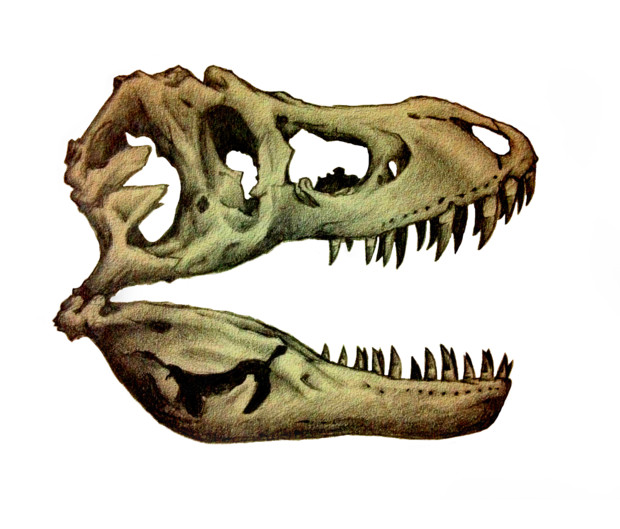 ティラノサウルス頭骨 魁秀 さんのイラスト ニコニコ静画 イラスト