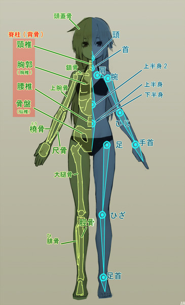 人体とMMD　ふろく