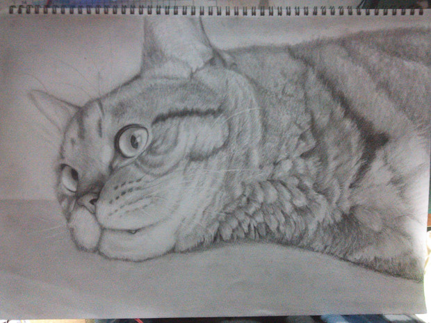 猫 鉛筆画 野口 雅史【鉛筆画】 on X: 