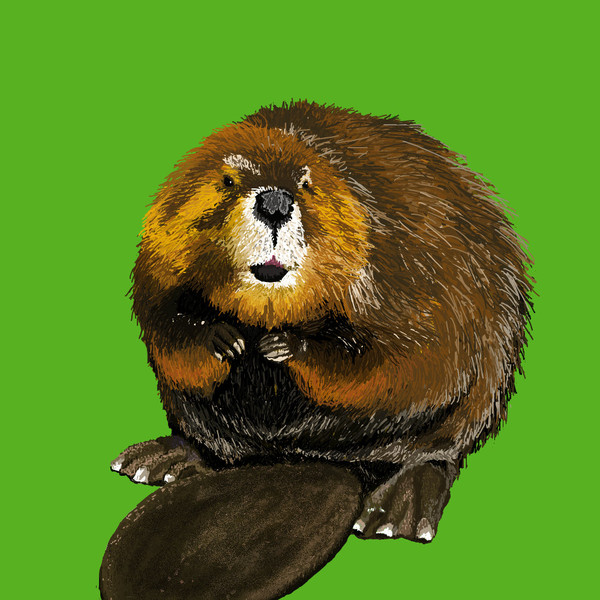 ビーバー くらうん さんのイラスト ニコニコ静画 イラスト