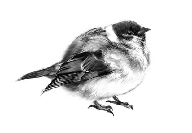 元の動物 模写 最高の動物画像