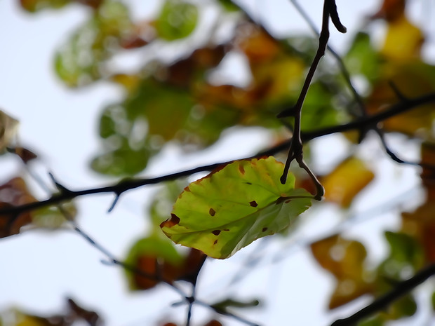 大沼の紅葉　「緑」