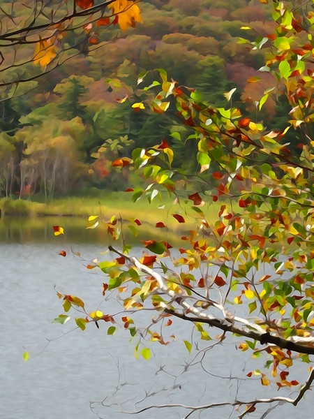 大沼の紅葉　「白樺」