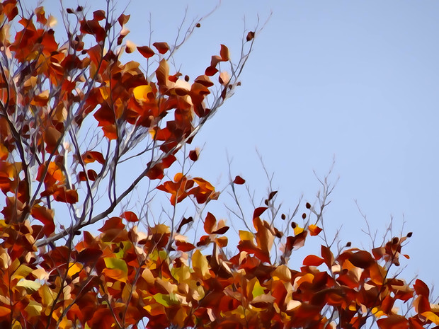大沼の紅葉　「落ちぬ枯葉の集い」