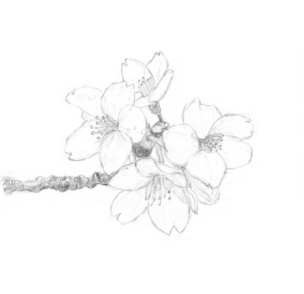 桜 模写 逢咲 さんのイラスト ニコニコ静画 イラスト