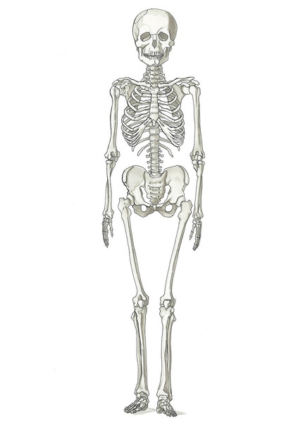 人体骨格 正面 ウィルガー さんのイラスト ニコニコ静画 イラスト