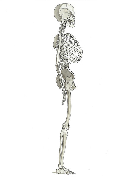 人体骨格 側面 ウィルガー さんのイラスト ニコニコ静画 イラスト