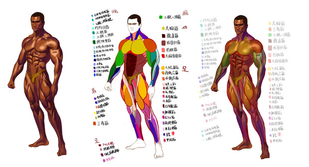 心に強く訴える筋肉 図 イラスト 動物ゾーン