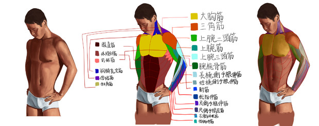 最高のコレクション 筋肉 図 イラスト イラスト画像