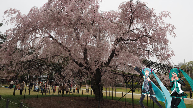 桜 綺麗だったね Yo さんのイラスト ニコニコ静画 イラスト