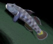 トウヨシノボリ