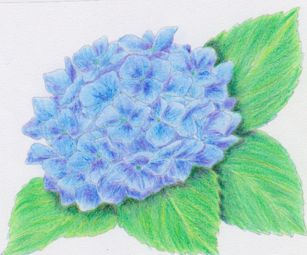 0以上 紫陽花 絵 1424 紫陽花 絵文字