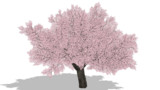 桜の木（太）