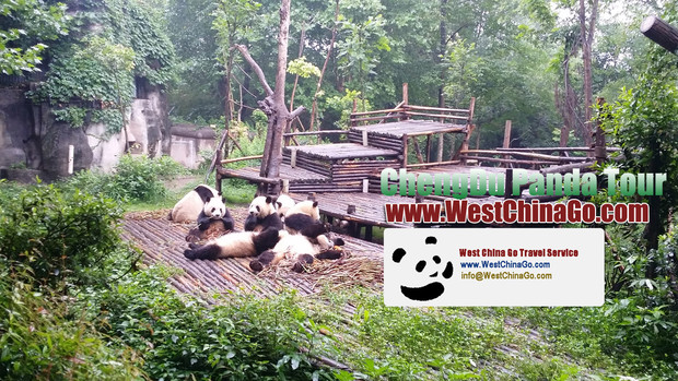 chengdu panda base tour|travel guide|agent