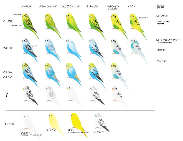 セキセイインコ表 Mochi O さんのイラスト ニコニコ静画 イラスト