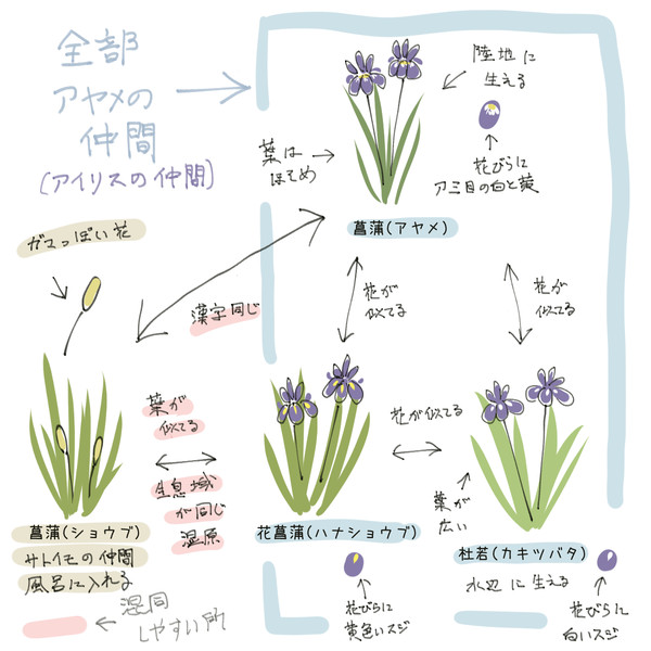 菖蒲ってわかりにくいよね ちーくん さんのイラスト ニコニコ静画 イラスト