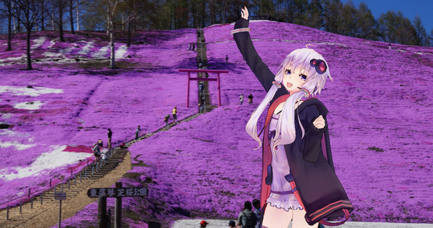 大空町の芝桜公園に行ってみた きこ さんのイラスト ニコニコ静画 イラスト