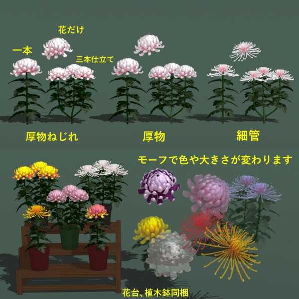 菊